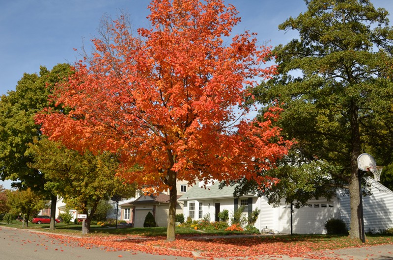 Beautiful Tree in the Tamarisk Neighborhood